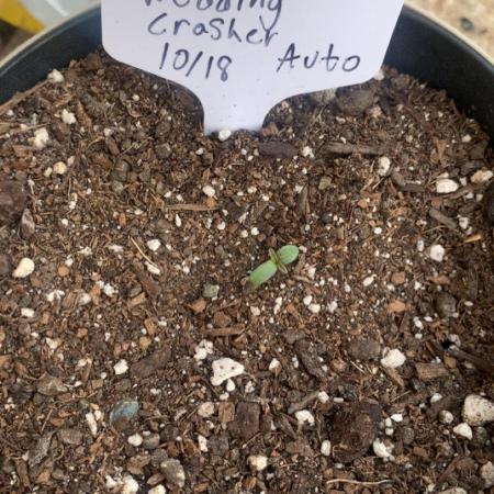 My grow for my birthday