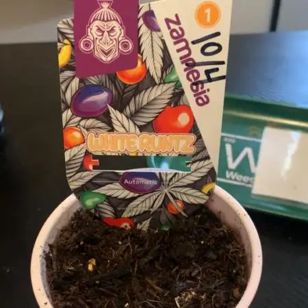 Zamn white runts auto