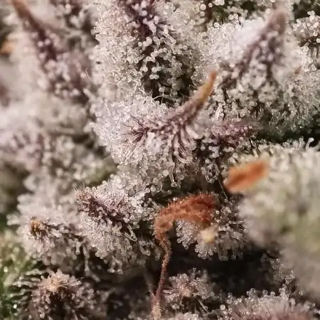 5 GIRLS AND A TENT | IAA, BAP | ORGANIC