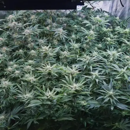 5 GIRLS AND A TENT | IAA, BAP | ORGANIC