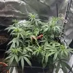 Gorilla cookie Auto