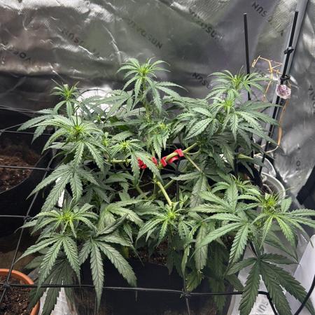 Gorilla cookie Auto