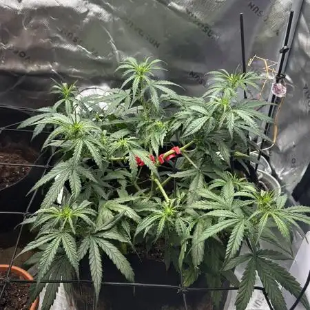 Gorilla cookie Auto
