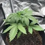 Gorilla cookie Auto
