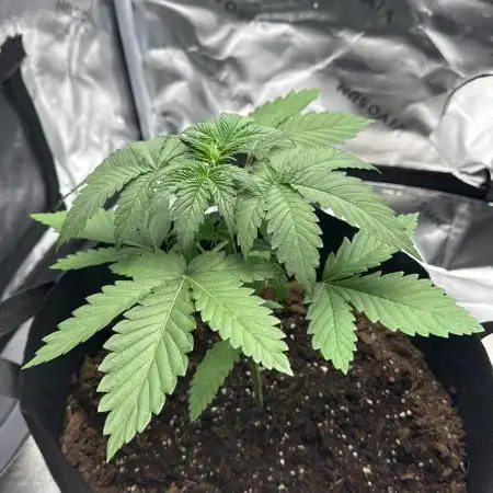 Gorilla cookie Auto