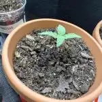 Stoney Kush
