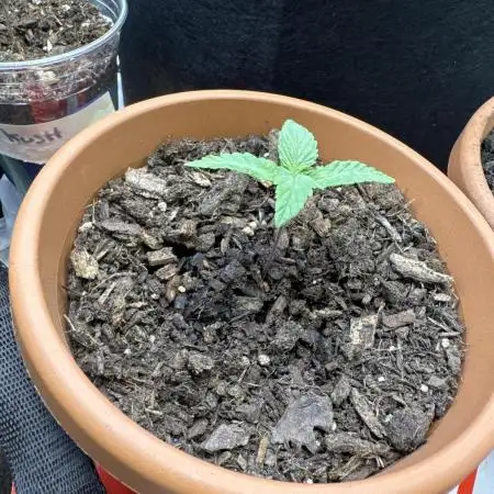 Stoney Kush