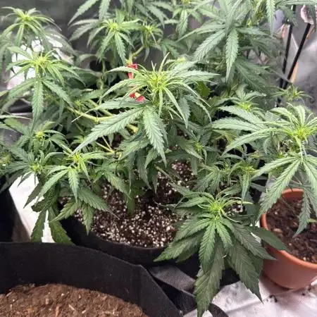 BudHeadzzz