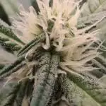 1st Grow