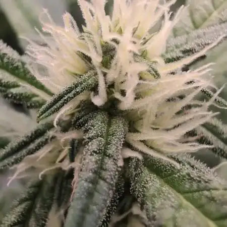 1st Grow