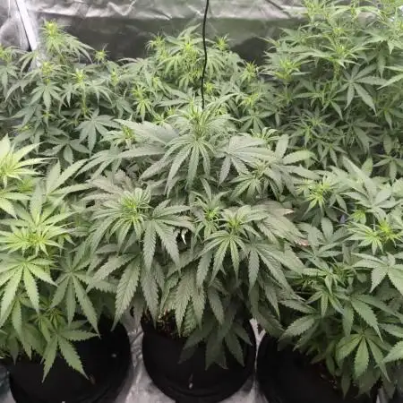 1st Grow