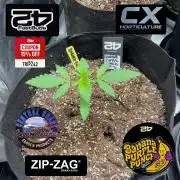 Fastbuds #2