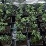 Blue Cheese / Pineapple Chunk own cuts