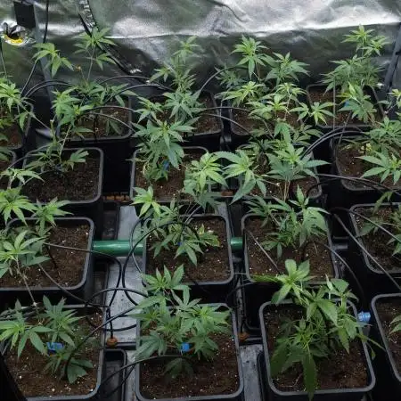 Blue Cheese / Pineapple Chunk own cuts