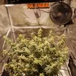 BIGBUDS1