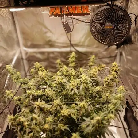 BIGBUDS1