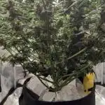 BIGBUDS1