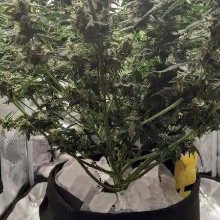 BIGBUDS1