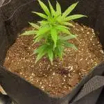 Candy Store Ethos Genetics Hanfgarten