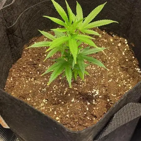 Candy Store Ethos Genetics Hanfgarten