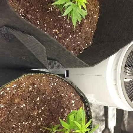 Candy Store Ethos Genetics Hanfgarten