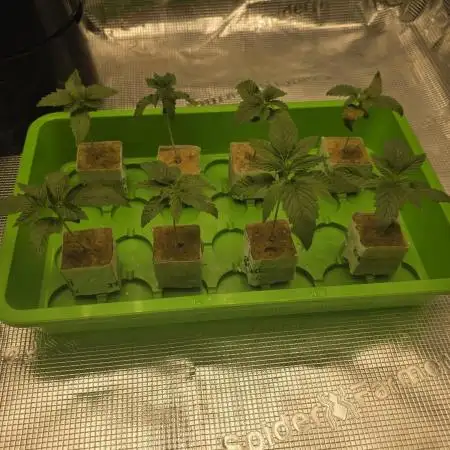💩 pheno hunt 2