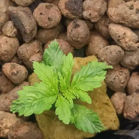 DWC Fast Buds Banana Purple Punch Auto