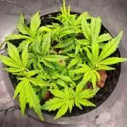 DWC Fast Buds Banana Purple Punch Auto