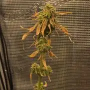 💩 pheno hunt 2