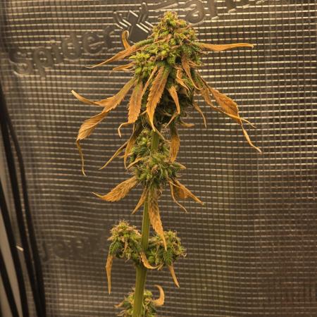 💩 pheno hunt 2