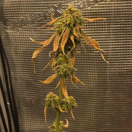 💩 pheno hunt 2