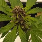 Durban Poison
