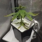 Durban Poison