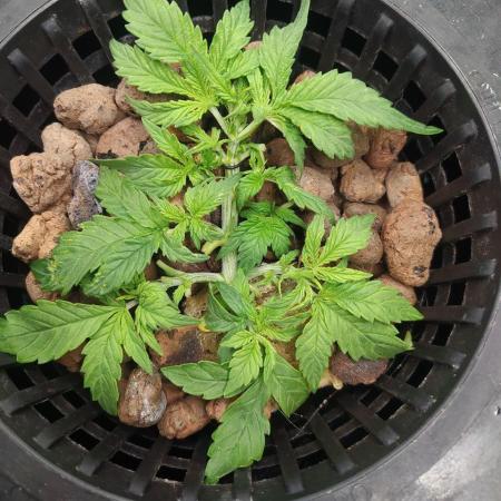 DWC Fast Buds Banana Purple Punch Auto