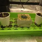 💩 pheno hunt
