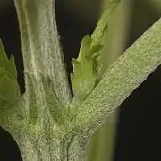 💩 pheno hunt 2