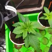 💩 pheno hunt