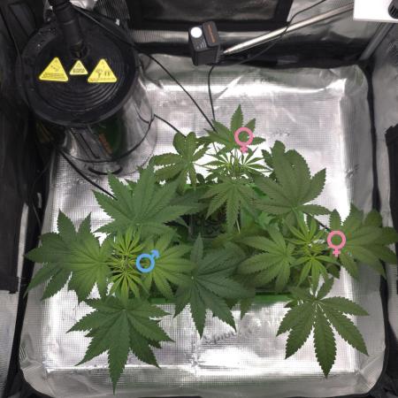 💩 pheno hunt 2