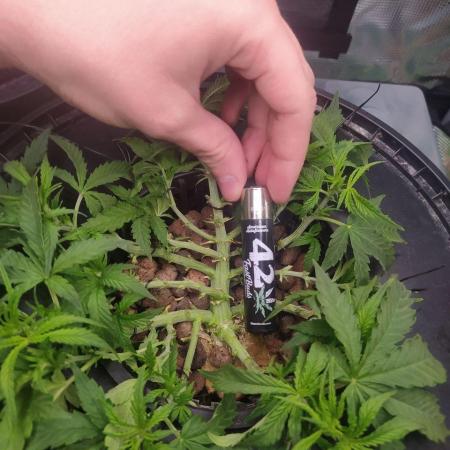 DWC Fast Buds Banana Purple Punch Auto