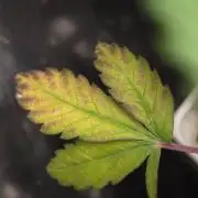 Blueberry Gasoline