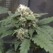 GDP R XD