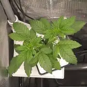 Blueberry Gasoline