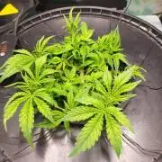 DWC Fast Buds Banana Purple Punch Auto