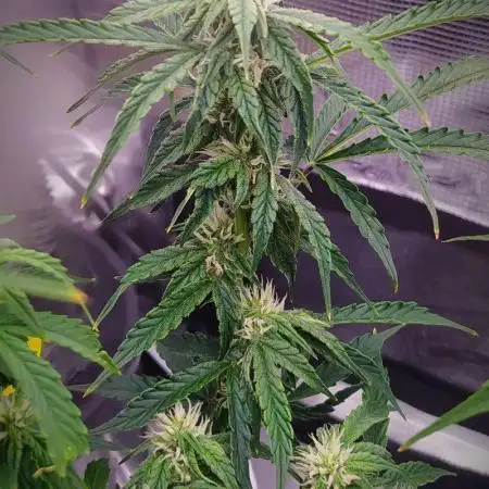DWC Fast Buds Banana Purple Punch Auto