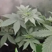 💩 pheno hunt