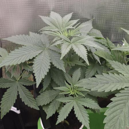 💩 pheno hunt