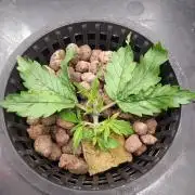 DWC Fast Buds Banana Purple Punch Auto