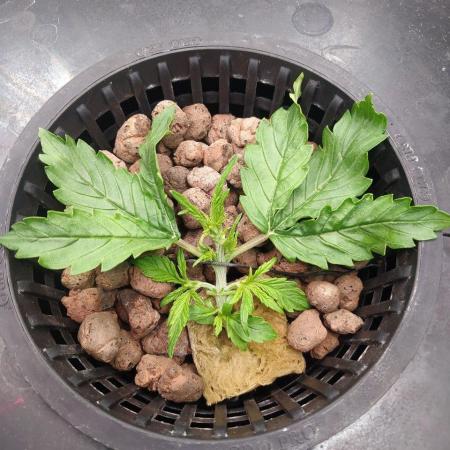 DWC Fast Buds Banana Purple Punch Auto