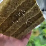 💩 pheno hunt 2