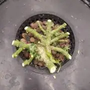 DWC Fast Buds Banana Purple Punch Auto